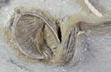 x Decadocrinus Crinoid Association - Crawfordsville #20845-3